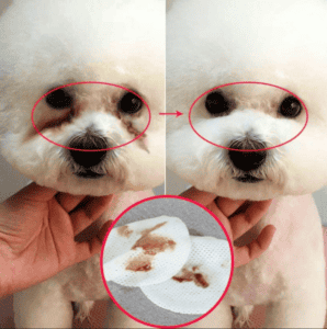 dog tear stain cleaner - featured image